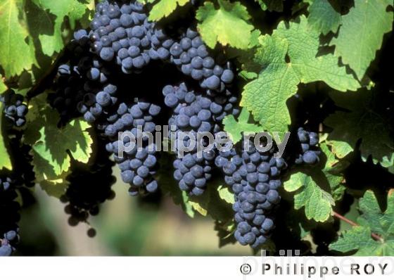 Le vignoble de Dordogne (24V00306.jpg)