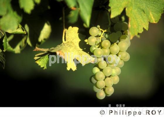 Le vignoble de Dordogne (24V00308.jpg)