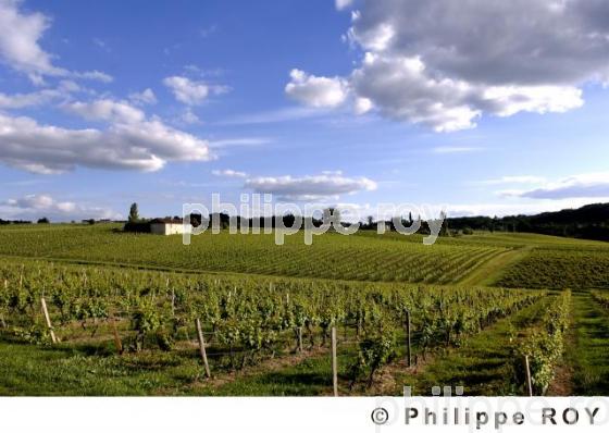 Le vignoble de Dordogne (24V00312.jpg)