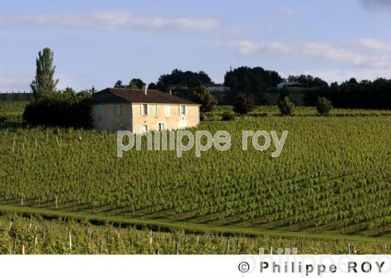 Le vignoble de Dordogne (24V00313.jpg)