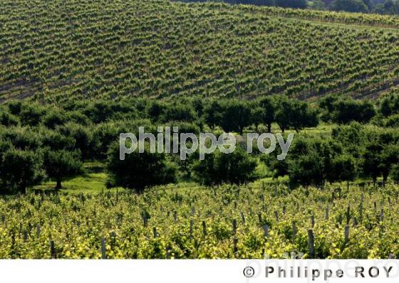Le vignoble de Dordogne (24V00314.jpg)