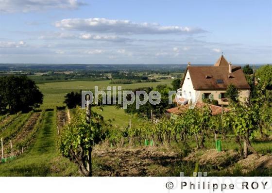 Le vignoble de Dordogne (24V00316.jpg)