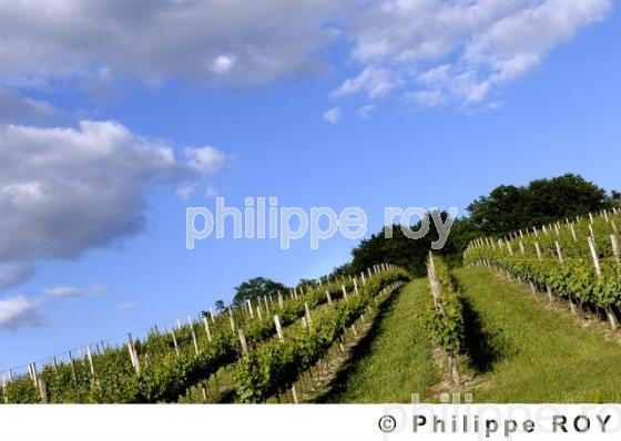 Le vignoble de Dordogne (24V00317.jpg)