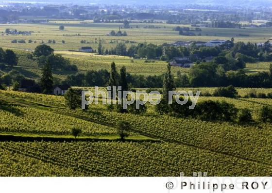Le vignoble de Dordogne (24V00318.jpg)