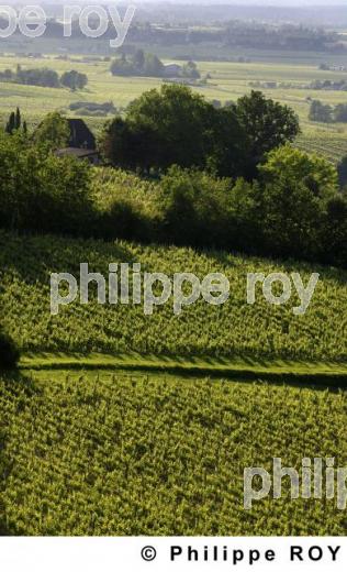 Le vignoble de Dordogne (24V00323.jpg)