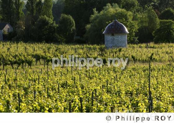 Le vignoble de Dordogne (24V00327.jpg)