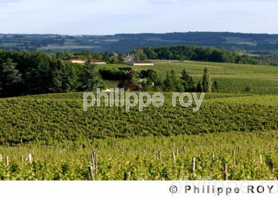 Le vignoble de Dordogne (24V00328.jpg)