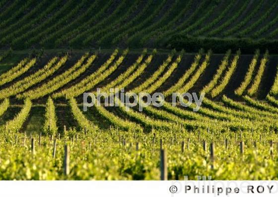 Le vignoble de Dordogne (24V00329.jpg)