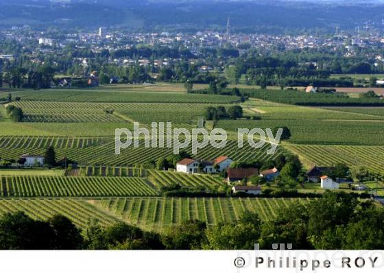 Le vignoble de Dordogne (24V00330.jpg)