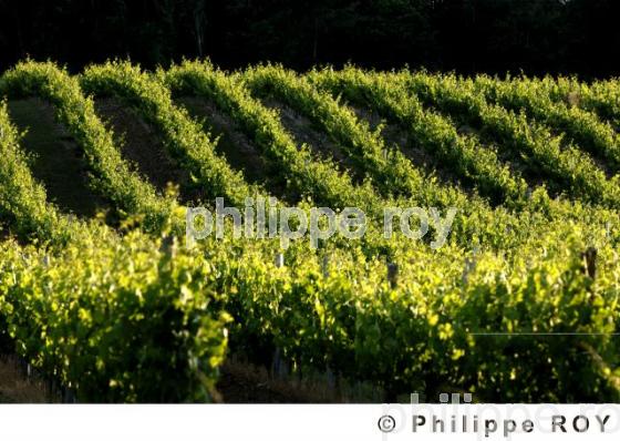 Le vignoble de Dordogne (24V00331.jpg)