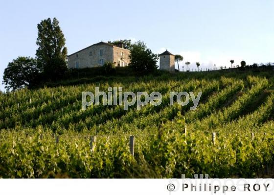 Le vignoble de Dordogne (24V00332.jpg)
