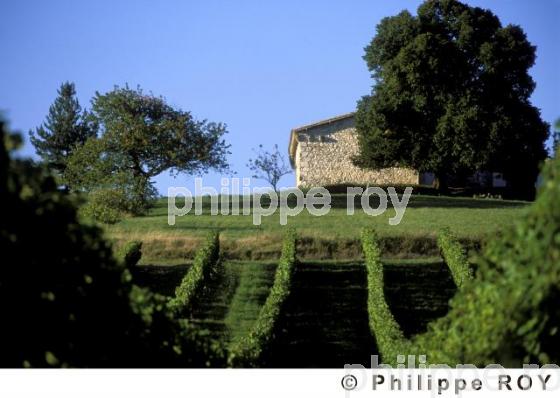 Le vignoble de Dordogne (24V00334.jpg)