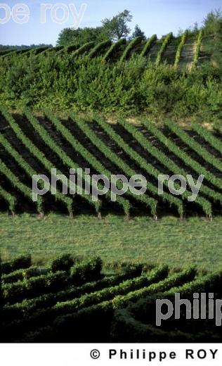 Le vignoble de Dordogne (24V00335.jpg)