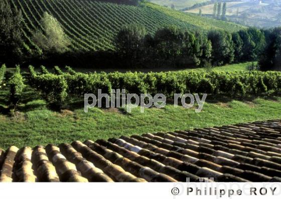 Le vignoble de Dordogne (24V00401.jpg)