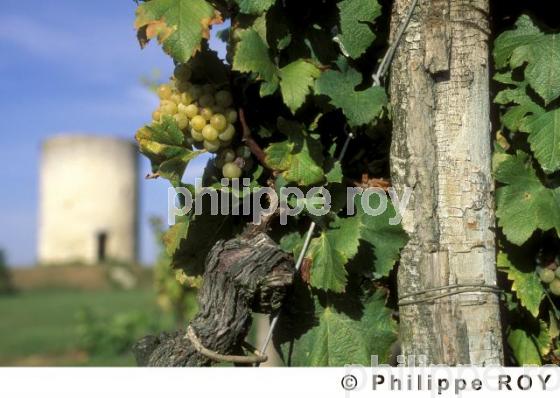 Le vignoble de Dordogne (24V00404.jpg)