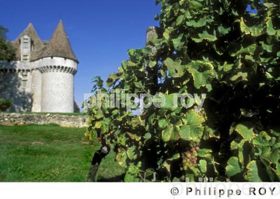 Le vignoble de Dordogne (24V00407.jpg)