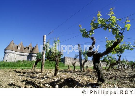 Le vignoble de Dordogne (24V00408.jpg)