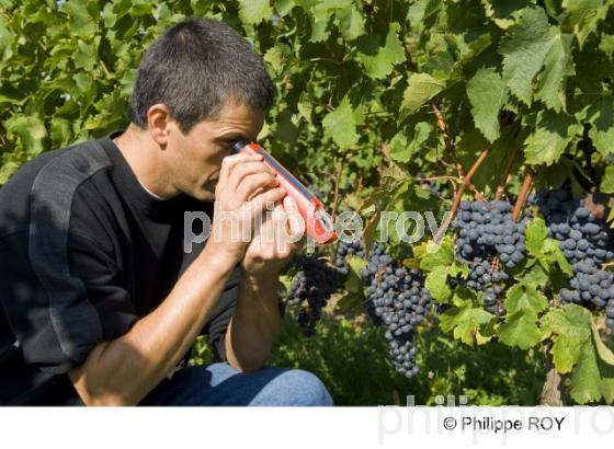 Le vignoble de Bergerac (24V00415.jpg)