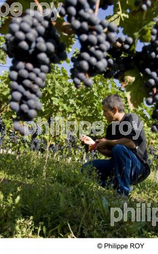 Le vignoble de Bergerac (24V00421.jpg)