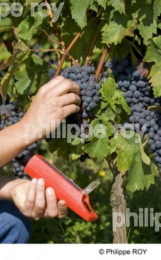 Le vignoble de Bergerac (24V00424.jpg)