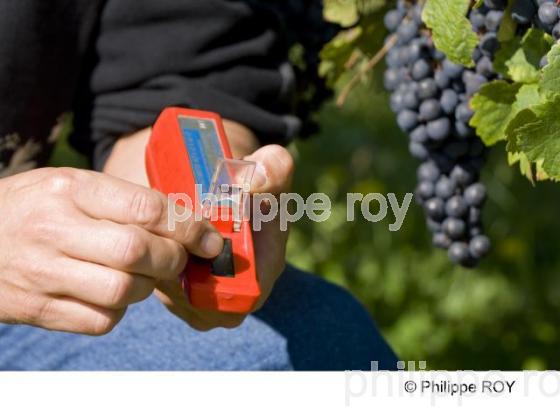 Le vignoble de Bergerac (24V00426.jpg)