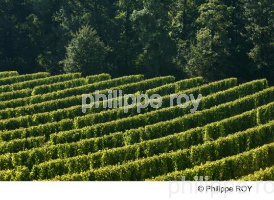 Le vignoble de Bergerac (24V00431.jpg)