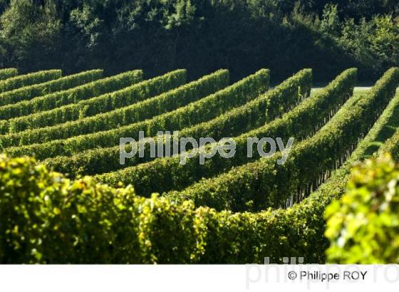Le vignoble de Bergerac (24V00432.jpg)