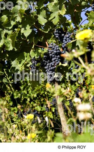 Le vignoble de Bergerac (24V00436.jpg)