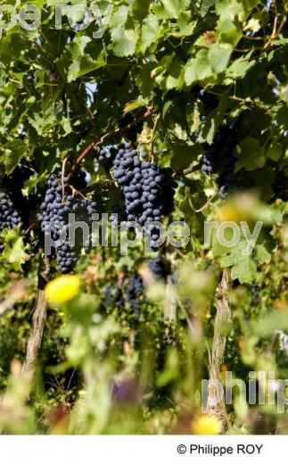 Le vignoble de Bergerac (24V00437.jpg)
