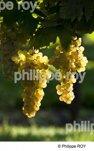 Le vignoble de Bergerac (24V00438.jpg)