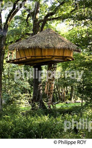 CABANE DANS UN ARBRE, VALLEE DE L'OGNON, DOUBS, FRANCE (25F01011.jpg)