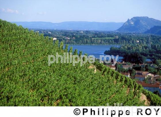 Le vignoble des ctes du Rhnes (26V00109.jpg)