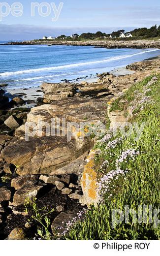 POINTE DE TREVIGNON, SENTIER DU LITTORAL, FINISTERE, BRETAGNE. (29F00221.jpg)