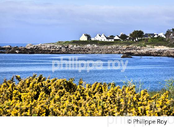 POINTE DE TREVIGNON, SENTIER DU LITTORAL, FINISTERE, BRETAGNE. (29F00222.jpg)