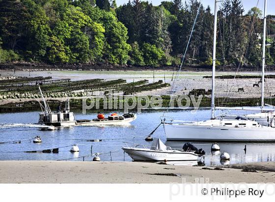 LA RIA  DE BELON, SENTIER DU LITTORAL, FINISTERE, BRETAGNE. (29F00324.jpg)