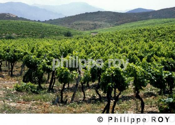 Vignoble de Corse (2BV00101.jpg)