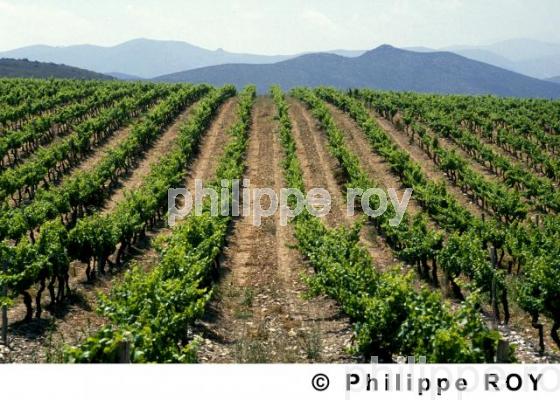 Vignoble de Corse (2BV00102.jpg)