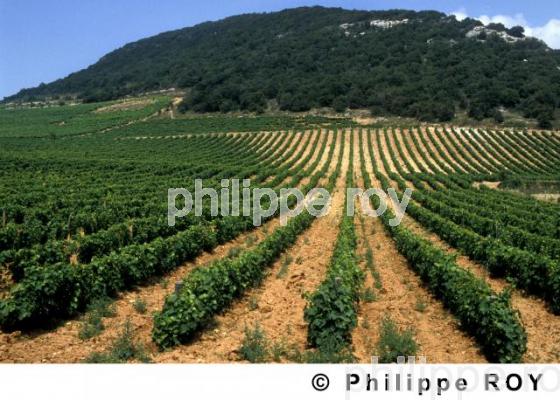 Vignoble de Corse (2BV00103.jpg)