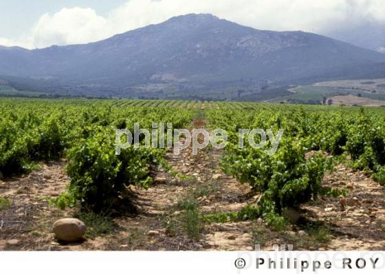 Le vignoble Corse (2BV00105.jpg)