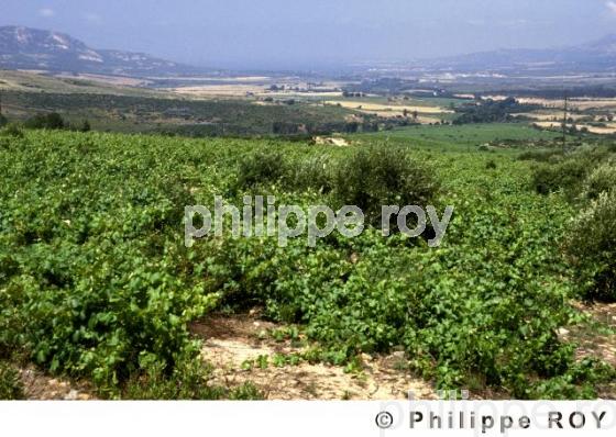Le vignoble Corse (2BV00107.jpg)