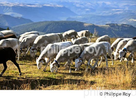 TROUPEAU DE MOUTONS AU SOMMET DU  MONT AIGOUAL ,  CEVENNES , GARD, LANGUEDOC. (30F00120.jpg)