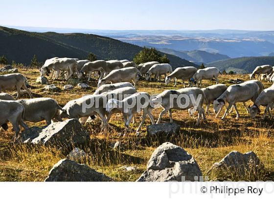 TROUPEAU DE MOUTONS AU SOMMET DU  MONT AIGOUAL ,  CEVENNES , GARD, LANGUEDOC. (30F00122.jpg)