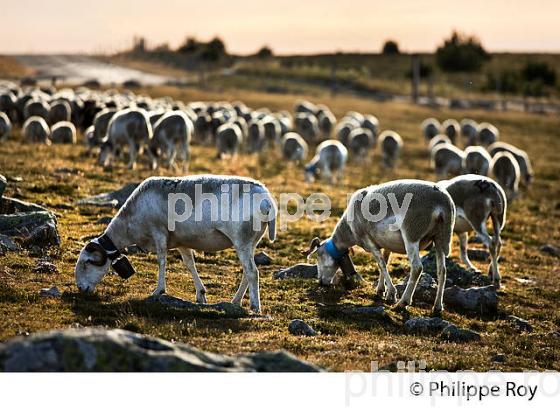 TROUPEAU DE MOUTONS AU SOMMET DU  MONT AIGOUAL ,  CEVENNES , GARD, LANGUEDOC. (30F00124.jpg)