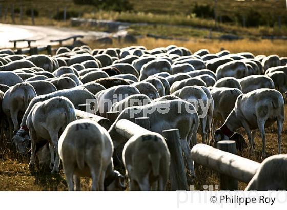 TROUPEAU DE MOUTONS AU SOMMET DU  MONT AIGOUAL ,  CEVENNES , GARD, LANGUEDOC. (30F00126.jpg)