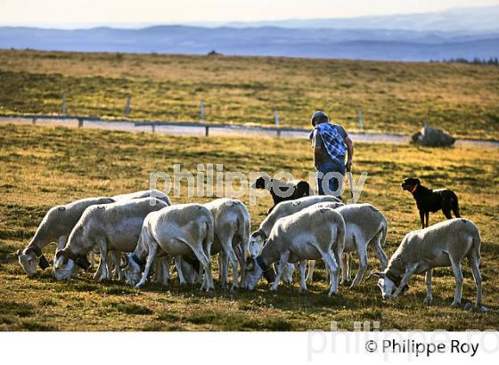 TROUPEAU DE MOUTONS AU SOMMET DU  MONT AIGOUAL ,  CEVENNES , GARD, LANGUEDOC. (30F00129.jpg)