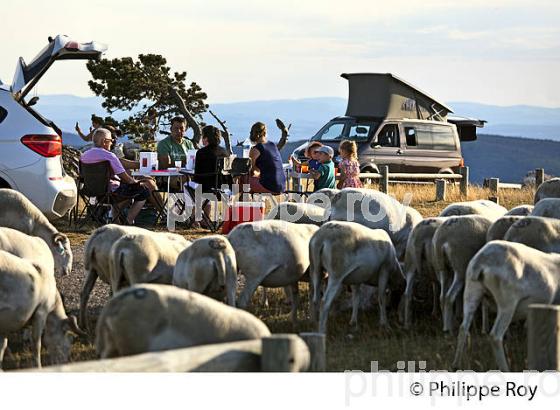 TROUPEAU DE MOUTONS ET CAMPING-CAR,  AU SOMMET DU  MONT AIGOUAL ,  CEVENNES , GARD, LANGUEDOC. (30F00133.jpg)