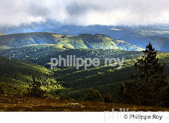 PAYSAGE SUR LE NORD  DES CEVENNES DEPUIS LE   MONT AIGOUAL , GARD, LANGUEDOC. (30F00210.jpg)