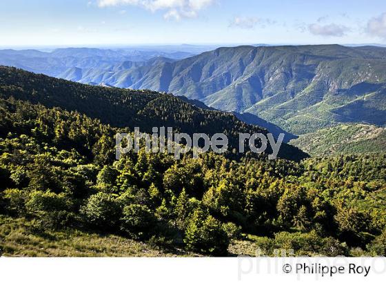 PAYSAGE SUR LE SUD DES CEVENNES DEPUIS LE   MONT AIGOUAL , GARD, LANGUEDOC. (30F00212.jpg)