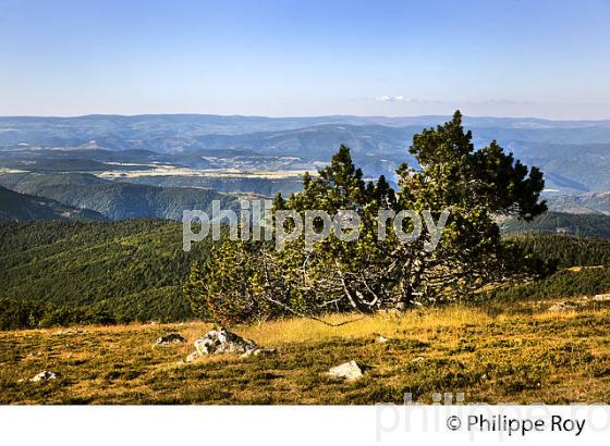 SOMMET DU MONT AIGOUAL ET PAYSAGE SUR L' OUEST  DES CEVENNES ,  GARD, LANGUEDOC. (30F00220.jpg)