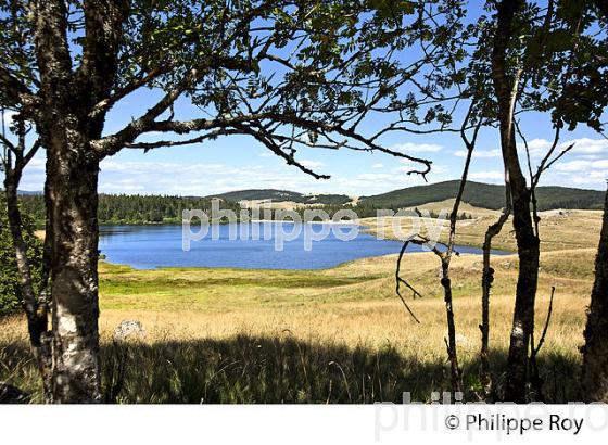 LAC DES PISES, MASSIF DE L'  AIGOUAL ,  CEVENNES , COMMUNE DE DOURBIES, GARD. (30F00325.jpg)